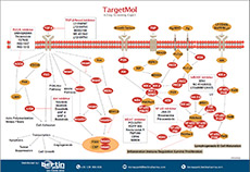 Immunology/Inflammation Poster TargetMol