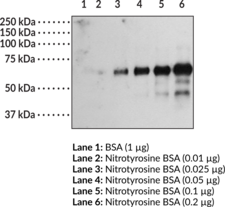 Nitrotyrosine (Peptide) Polyclonal Antibody