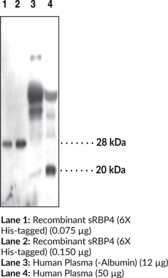 Serum Retinol Binding Protein 4 Polyclonal Antibody