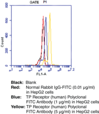 TP Receptor (human) Polyclonal FITC Antibody