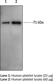 Prostaglandin Transporter (C-<wbr/>Term) Polyclonal Antibody
