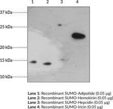 SUMO Monoclonal Antibody