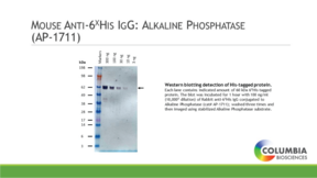Mouse Anti-6HIS IgG:Alkaline Phosphatase