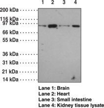 Toll-<wbr/>Like Receptor 12 Polyclonal Antibody