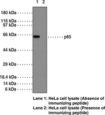 NF-?B (p65) Monoclonal Antibody - Biotinylated (Clone 112A1021)