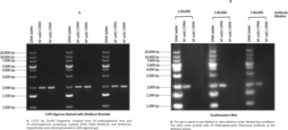 N<sup>6</sup>-Methyl<wbr/>adenosine Polyclonal Antibody
