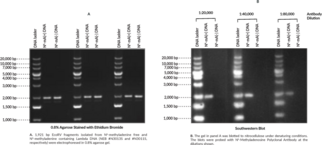 N<sup>6</sup>-Methyl<wbr/>adenosine Polyclonal Antibody