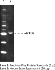 S1P<sub>1</sub> Polyclonal Antibody (protein A-purified)