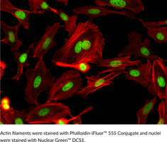 Phalloidin-<wbr/>iFluor™ 555 Conjugate