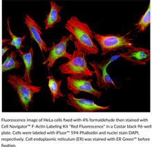 Phalloidin-<wbr/>iFluor™ 594 Conjugate