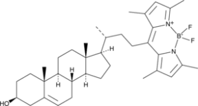 BODIPY-<wbr/>Cholesterol
