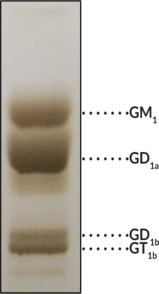 Purified Ganglioside Mixture (bovine) (ammonium salt)