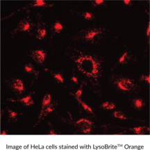 LysoBrite™ Orange