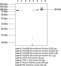 Hsp90? Monoclonal Antibody (Clone 8D6)