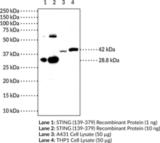STING (C-Term) Monoclonal Antibody (Clone 1B10)