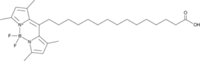 BODIPY-Palmitate