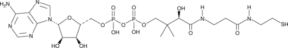 3'-Dephospho<wbr/>coenzyme A