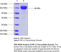 PD-L1 Extracellular Domain (human, recombinant)
