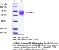 PD-L2 Extracellular Domain (human, recombinant)