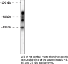 Tau Polyclonal Antibody
