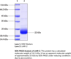LAIR-2 (human, recombinant)