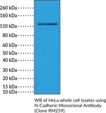N-Cadherin Monoclonal Antibody