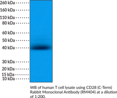 CD28 (C-Term) Rabbit Monoclonal Antibody