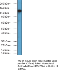 pan-Trk (C-Term) Rabbit Monoclonal Antibody