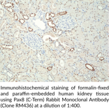 Pax8 (C-Term) Rabbit Monoclonal Antibody