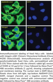 Integrin ?5?1 Chimeric Monoclonal Antibody