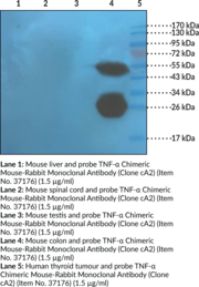 TNF-? Chimeric Mouse-Rabbit Monoclonal Antibody (Clone cA2)