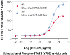 STAT3 (Phospho-Tyr<sup>705</sup>) TR-FRET Assay Kit