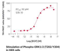 ERK1/2 (Phospho) TR-FRET Assay Kit
