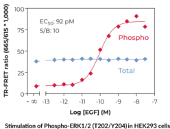 ERK1/2 (Total) TR-FRET Assay Kit