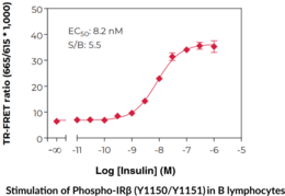 Insulin Receptor ? (Phospho-Tyr<sup>1150/1151</sup>) TR-FRET Assay Kit