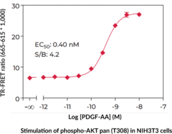 pan-Akt (Phospho-Thr<sup>308</sup>) TR-FRET Assay Kit