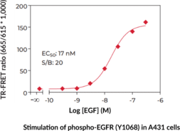 EGFR (Phospho-Tyr<sup>1068</sup>) TR-FRET Assay Kit