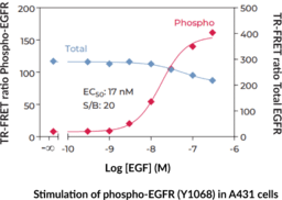 EGFR (Total) TR-FRET Assay Kit