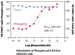 p53 (Total) TR-FRET Assay Kit