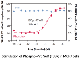 p70S6K (Total) TR-FRET Assay Kit