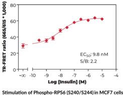 Ribosomal Protein S6 (Phospho-Ser<sup>240/244</sup>) TR-FRET Assay Kit