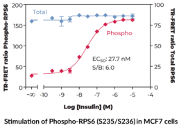 Ribosomal Protein S6 (Total) TR-FRET Assay Kit