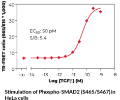 SMAD2 (Phospho-Ser<sup>465/467</sup>) TR-FRET Assay Kit