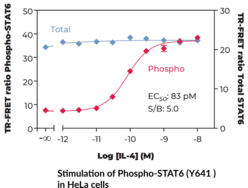 STAT6 (Total) TR-FRET Assay Kit