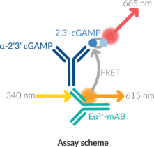 cGAS TR-FRET Inhibitor Screening Assay Kit