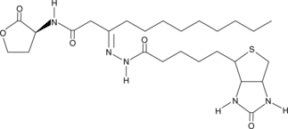 N-<wbr/>dodecanoyl-<wbr/>L-<wbr/>Homoserine lactone-<wbr/>3-<wbr/>hydrazone-<wbr/>biotin