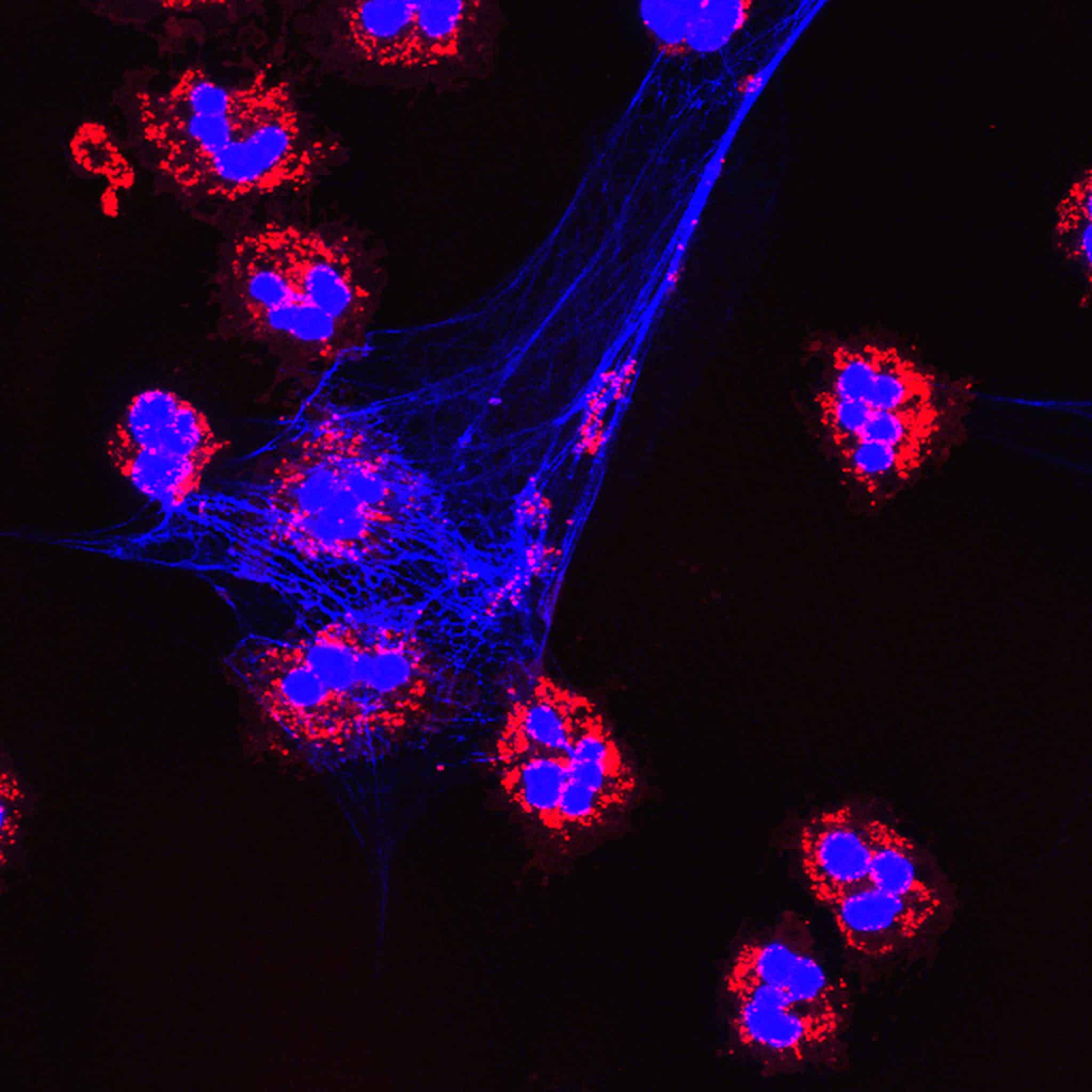 RI-MUB40 peptide
